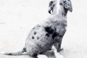 This is an image caption